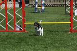 AGILITY - SAUT 024